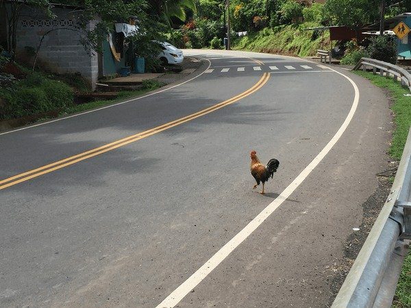 Imagine: Descoperă Secretele Jocului Populare Chicken Road în România